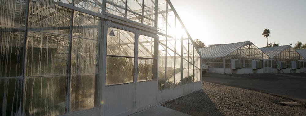 Greenhouse